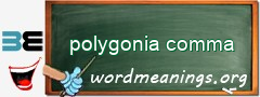 WordMeaning blackboard for polygonia comma